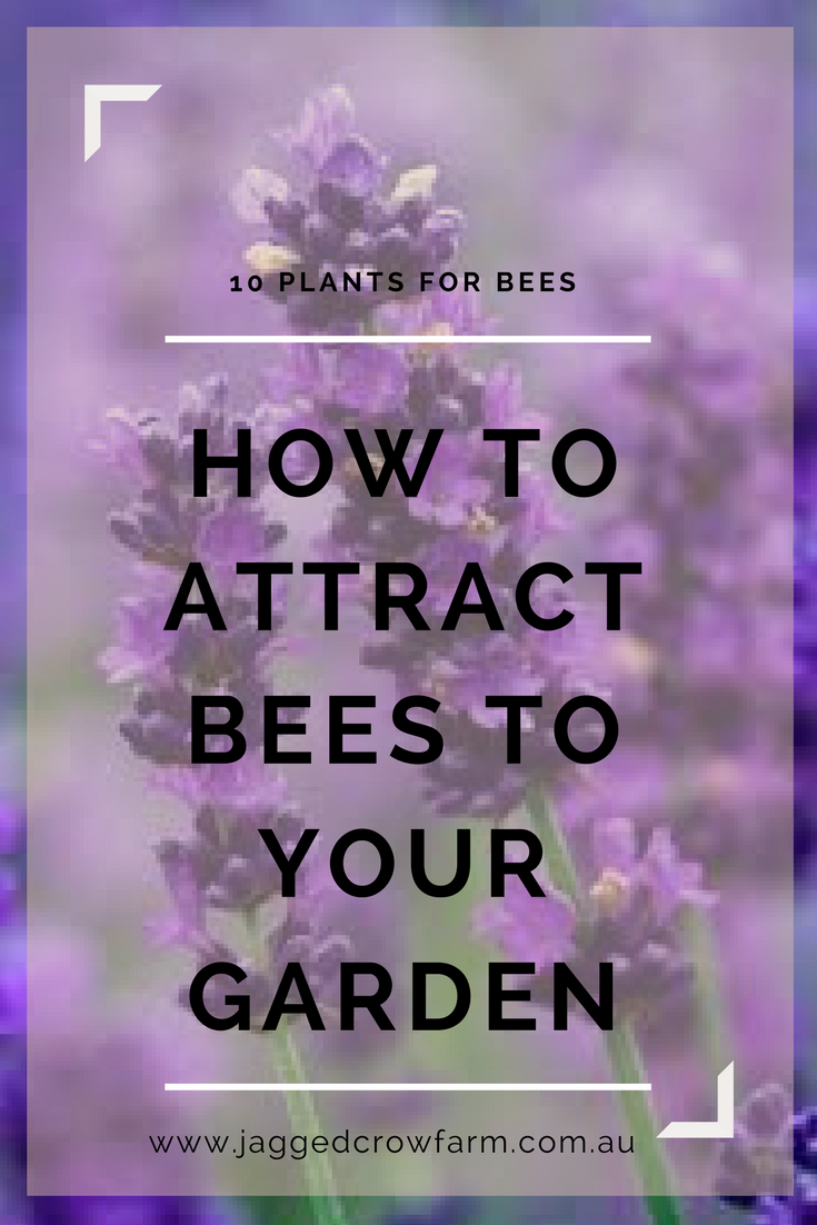 Plants that attract Bees to your Garden